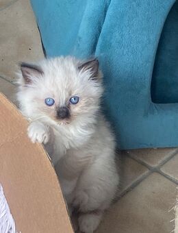 Wunderschönes Ragdoll - Würzburg