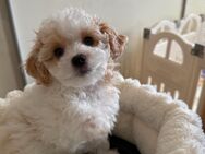 Maltipoo-Welpe sucht ein liebevolles Zuhause - Bremen
