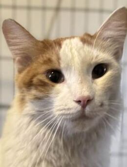 Genho - DRINGEND - Lenzen (Elbe) Zentrum