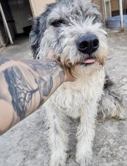 STROLCHI sucht seine Familie - Weilheim (Oberbayern)