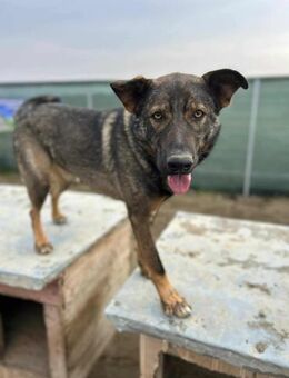 Chance - lebensfroher Rüde - Löwenberger Land