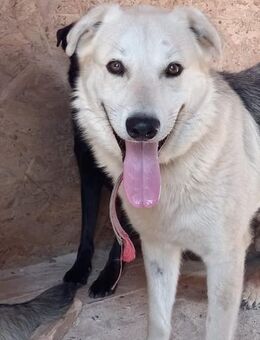 Rem❤️sucht seine Familie - Rott (Inn)