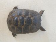 Maurische Landschildkröte Männchen 2020 geboren - Garbsen
