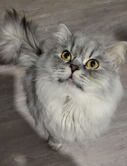 Simba wünscht sich sein für immer zuhause ( er ist seit 8 Monaten bei mir in Pflege) - Eberswalde