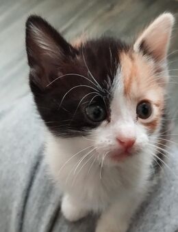 Kitten Hauskatze - Windeck