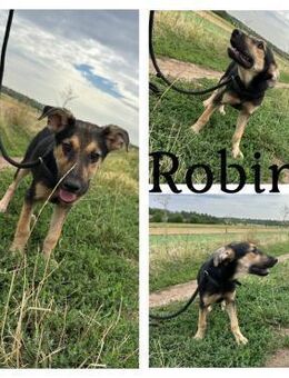 Robin sucht dich ♥️ - Bissingen