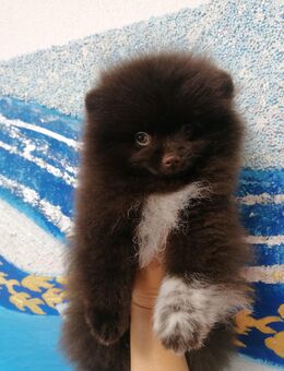 Choco Boy Zwergspitz/Pomeranian - Bad Rappenau