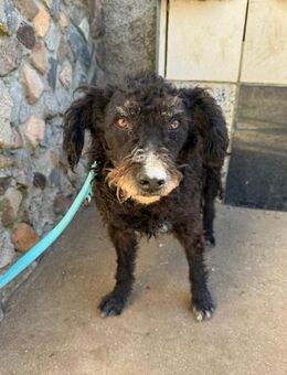 Willi menschenbezogener Wasserhund - Hohenstein (Baden-Württemberg)