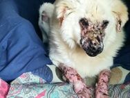 Peter - Paten mit ❤️ gesucht - Grevenbroich