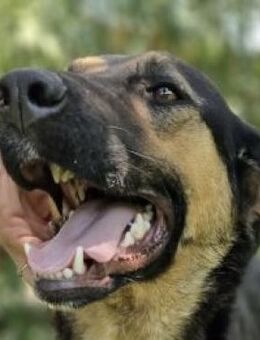 Süße, ausgeglichene Ina-Portougali - Mettmann