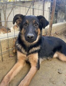 Enid, geb. ca. 06/2025, GRIECHENLAND - Euskirchen