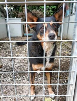 Ganzes Leben im Tierheim: DAFNE - Büdingen