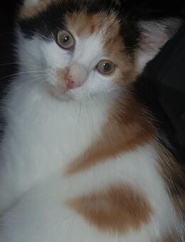 Maine Coon Mix Kitten - Wuppertal