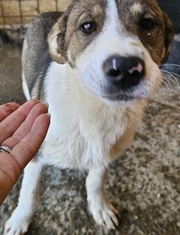 SNAPPI - freundlich und aufgeschlossen - Weilheim (Oberbayern)