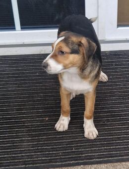 Mischlings welben - Solingen (Klingenstadt)