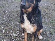 Eine Seele von Hund - Wallerfangen