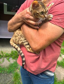 Bengal Kitten reinrassig (jung) - Hanau (Brüder-Grimm-Stadt) Innenstadt