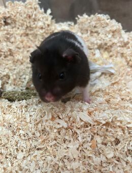 Junger Hamster mit Gehege und Zubehör - Hamburg