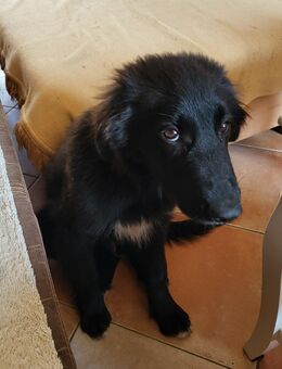 Bordercollie Mix Pumba - Möckern Grabow