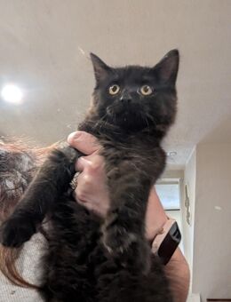 Süßer Maine coon BBK junge in Black, Langhaar - Kyritz