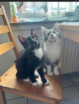 Main Coon kitten - Celle