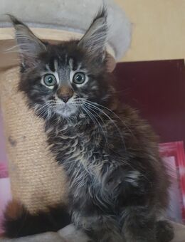 Maine coon baby xxl - Gerolstein