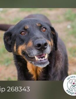Chip 268343: sucht ein Zuhause - Kirchzell