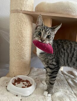 Jojo - nicht ohne sein Stofftier - Kleve (Nordrhein-Westfalen)