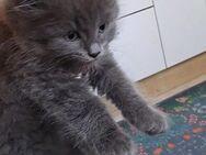 Kitten, Katerchen, Hauskatze - Bad Saulgau