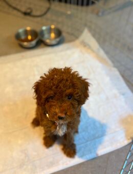 Pudel - Breuberg Zentrum