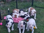American Bulldog Welpen - Leegebruch