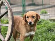 Peggy - Tolle Hündin sucht ein Zuhause - Berlin