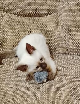 Wunderhübsches Weibliches Siam Kitten😻 - Köln