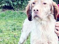 COOKIE - Setter-Freunde, wo seid Ihr ? - Kempen