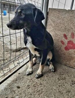 Chicco, muss Vertrauen aufbauen - Bonndorf (Schwarzwald)