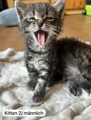 Kitten zu verkaufen - Babykatze EU Kurzhaar Tiger in 88356
