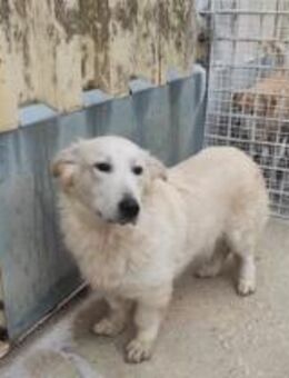 Mirko- Zuhause mit ❤️ gesucht - Grevenbroich