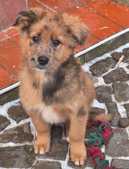 Belgischer Schäferhund/Australien Shepherd Mix - Eisleben (Lutherstadt)