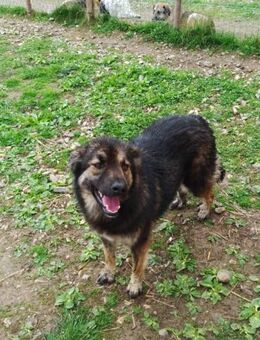 Filou die Lakritznase 💞 - Sindelfingen