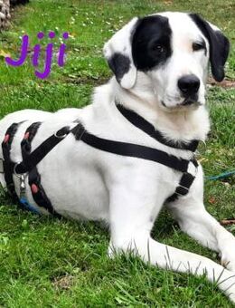 Jiji sanft, ruhig und liebevoll 7/23 DE - Ruppertsecken