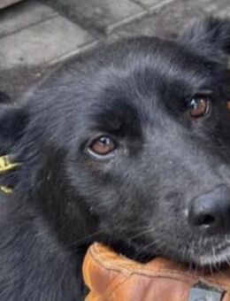 KINDRA ~ in wunderschönen schwarz - Duisburg