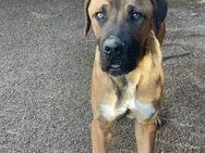 Zigzag ein unsicherer Cane Corso - Lübeck