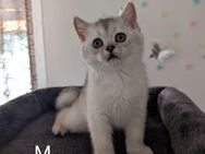 5 Siam-BKH Kitten - Bad Driburg
