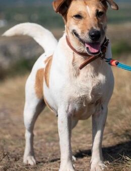 Holly möchte eine Aufgabe - Obernheim