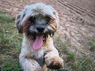 Lhasa Aspo Junghund - Waldeck (Hessen)