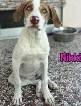 Nikki auf dem Weg zum Traumhund 3/25 ESP - Ruppertsecken