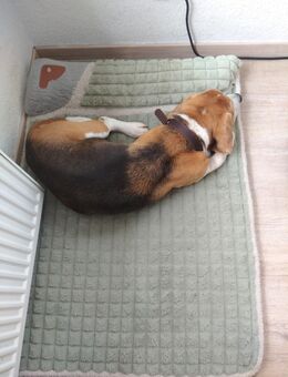 Beagle Henry - Kiel Hassee