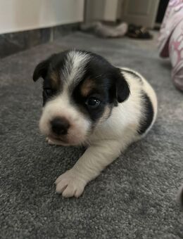 Jack Russell Welpen reinrassig - Hamburg