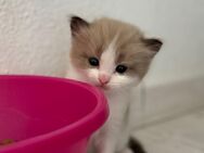 Wunderschöne reinrassige Ragdoll Kitten in Mink alle reserviert - Altomünster