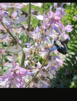Muskateller - Salbei (Salvia sclarea) - Horgenzell
